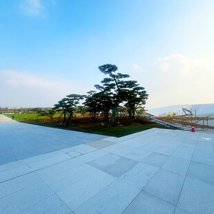 开阔广场上的葱郁树木