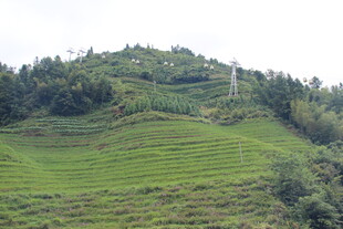 翠绿山坡上的田园景致