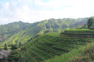 梯田美景 青山间的田园风光
