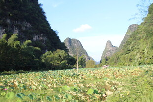山水间的荷塘美景