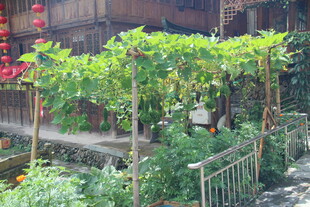 庭院绿植景观 自然惬意