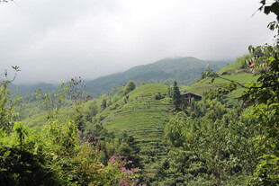 山间绿意盎然的秀丽景致