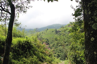 山林绿意盎然的自然景致