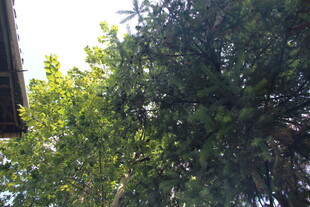 绿叶繁茂的树木