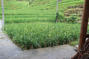 田园风光中的翠绿稻田