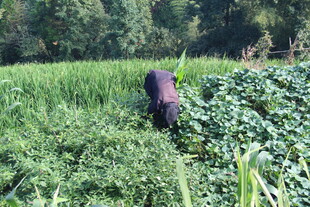田间劳作的农民