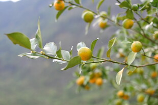 枝头金桔伴白花绽放