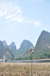 田野边的远山与蒲公英