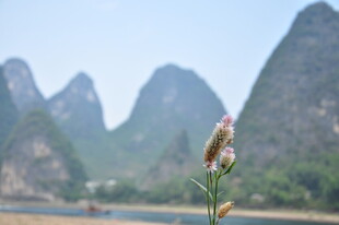 漓江畔的独秀花草