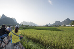 稻田骑行赏秀丽山水