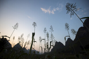 夕阳下的植物与远山剪影