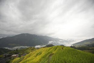 山间绿野 云雾缭绕的稻田