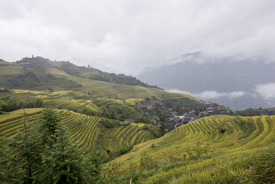 云雾缭绕的壮美梯田景观