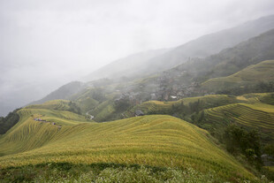 山间云雾缭绕的翠绿梯田