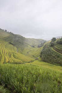云雾中的翠绿梯田美景