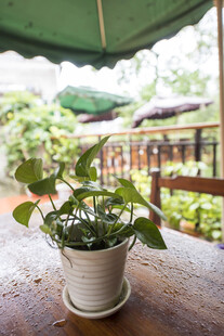 桌上绿植盆栽清新小景