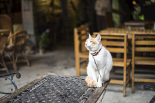 户外木椅上的白色猫咪