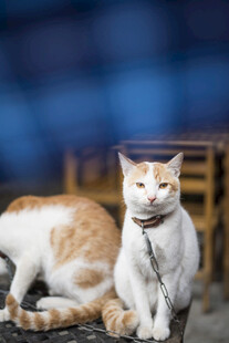 两只可爱猫咪的惬意瞬间