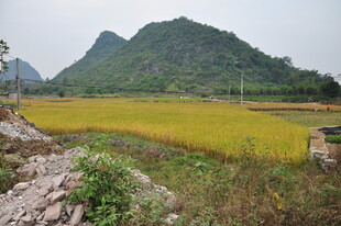 金黄稻田与远山美景