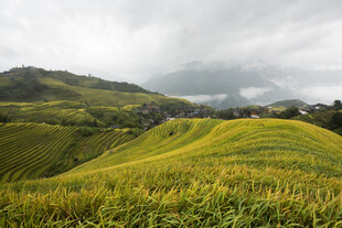 山间金黄梯田景色如画