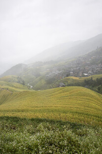 山间雾中灿烂的黄色花田