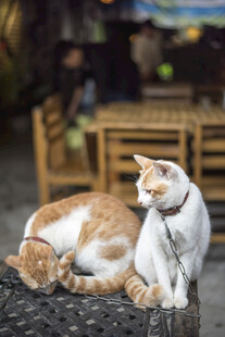 两只猫咪在户外惬意休憩