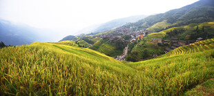 山间金黄梯田美景