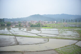 乡村水田风光