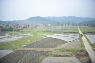 田园风光中的水田与远山