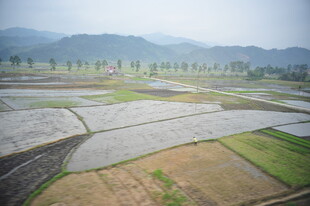 田园风光下的整齐农田