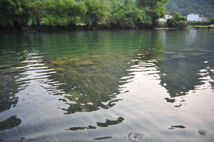 宁静湖水映绿树