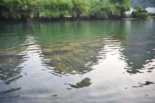 宁静湖水映岸边葱郁绿树