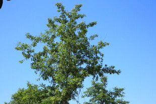 蓝天映衬下的葱郁绿树