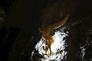 洞穴中悬挂的牛头