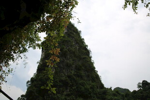 藤蔓缠绕的古老尖塔