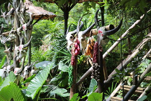 丛林中的奇异牛头装饰