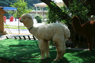 草地上的可爱羊驼