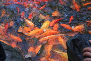 池塘中游动的多彩金鱼