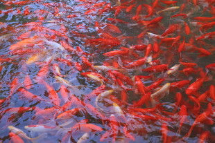 池塘中游动的多彩锦鲤