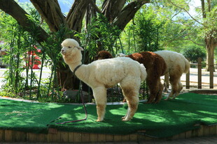 草地上的几只可爱羊驼