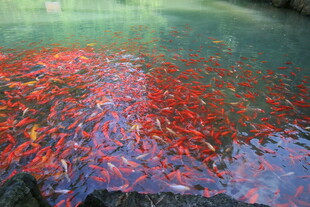 池塘中密集的红色鱼群