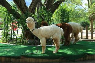 草地上的可爱羊驼雕塑