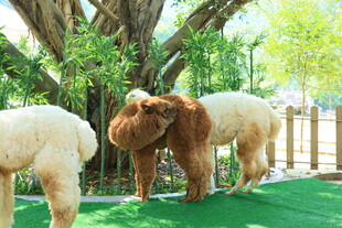 树下可爱羊驼雕塑