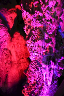 梦幻灯光下的花卉景观