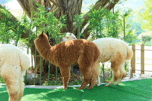 草地上的几只可爱羊驼