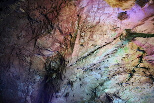 梦幻色彩的抽象树枝图景