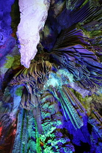 梦幻多彩植物微观景象