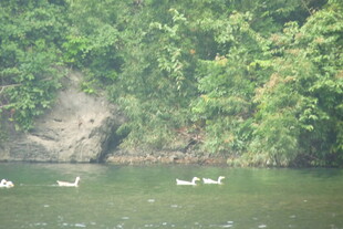 湖中游鹅与葱郁岸景