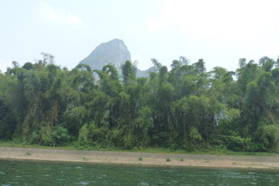 河畔葱郁树林与远山