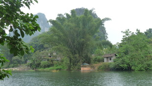 河畔绿树环绕的宁静风光